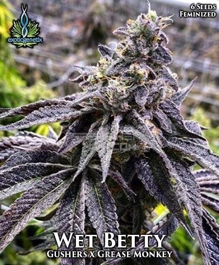 Exotic Genetix- Wet Betty- FEM